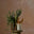Active Room Candle