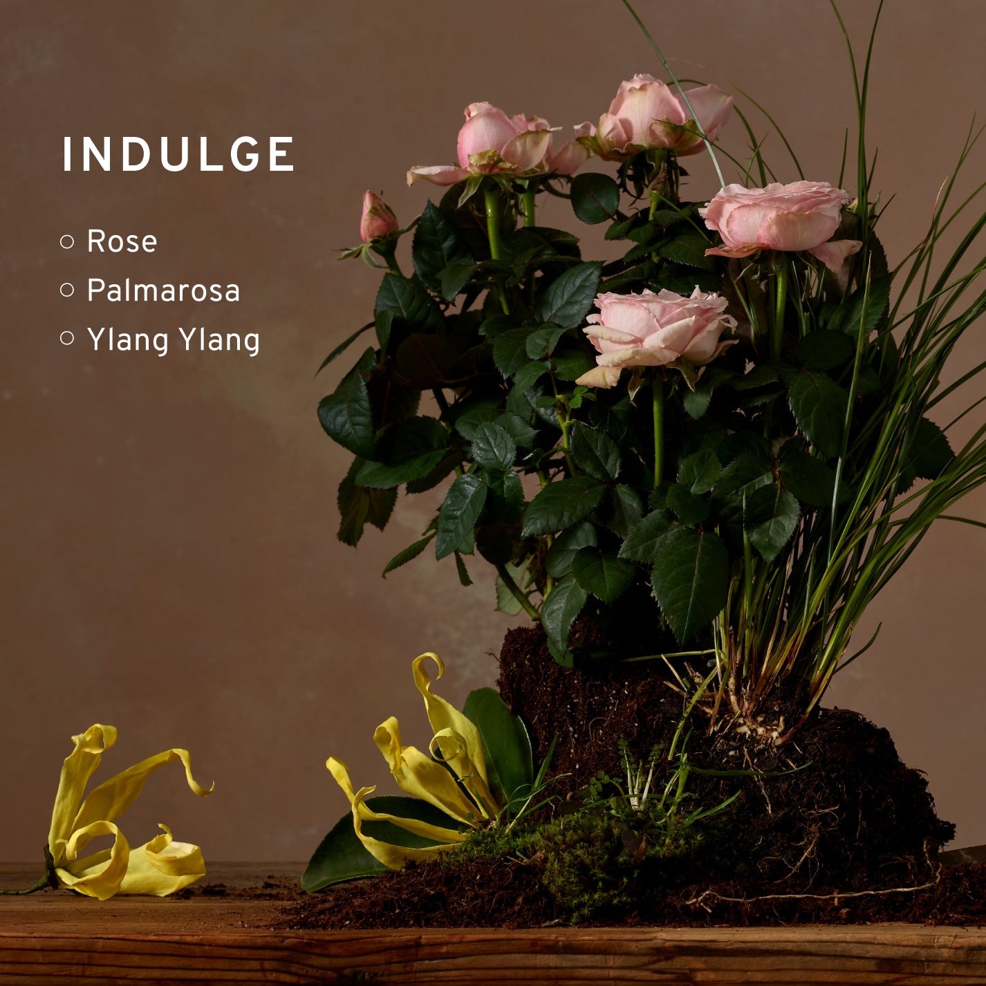 Indulge Blissful Treats